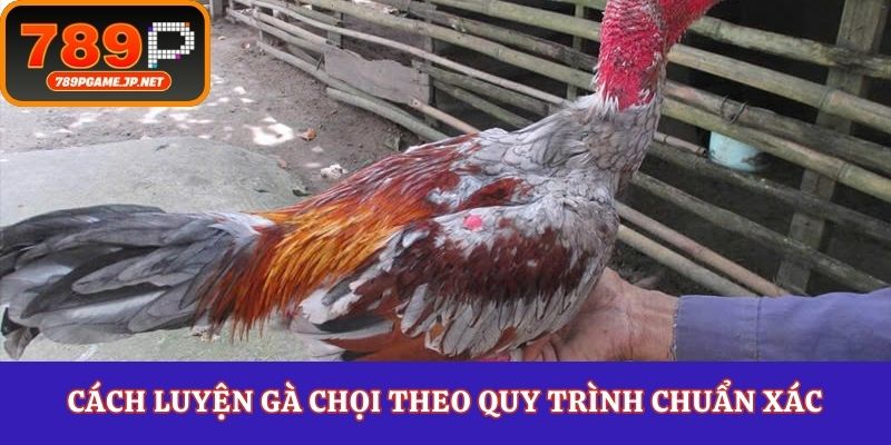 Cách luyện gà chọi theo quy trình chuẩn xác